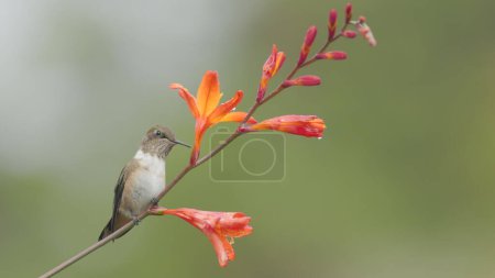 Photo for A female volcano hummingbird sitting and feeding from an orange crocosima flower at a garden in costa rica - Royalty Free Image