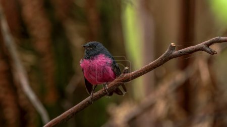 a male pink robin perched on a stick at mt field national park in tasmania, australia