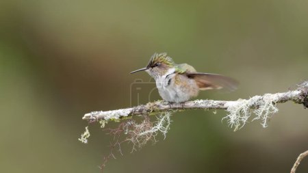 Photo for Female volcano hummingbird flapping its wings while perched on a branch at a garden in costa rica - Royalty Free Image