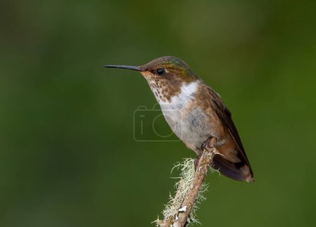 Photo for Side view of a female volcano hummingbird perched on a branch at a garden in costa rica - Royalty Free Image