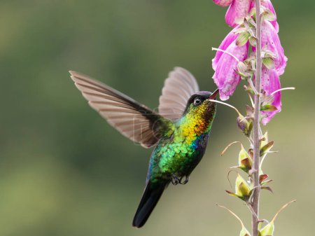 Téléchargez les photos : Une photo frontale d'un colibri à gorge flamboyante se nourrissant d'une fleur de gant de renard dans un jardin de la forêt nuageuse de Costa Rica - en image libre de droit