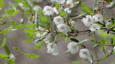 Nahaufnahme von Lederholzblumen auf einem Baum im Cradle Mountain Nationalpark in Tasmanien, Australien