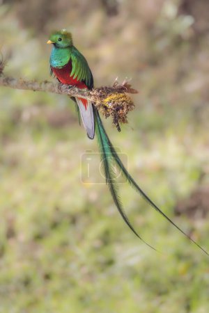 Téléchargez les photos : A wide shot of a of a male resplendent quetzal perched on a branch at a cloud forest of costa rica - en image libre de droit