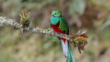 Photo for A close up of a male resplendent quetzal, in a tree, turning its head towards camera at a cloud forest of costa rica - Royalty Free Image
