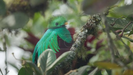 Photo for A close up side view of a male resplendent quetzal perching in a wild avocado tree at a forest of costa rica - Royalty Free Image