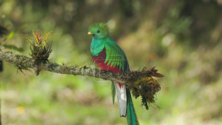 Photo for A close view of a of a male resplendent quetzal perched on a branch at a cloud forest of costa rica - Royalty Free Image
