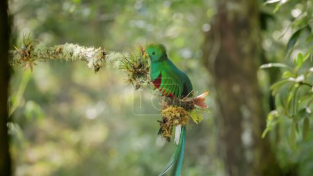 Photo for Side view of a male resplendent quetzal perching on a branch in a tree at a cloud forest of costa rica - Royalty Free Image