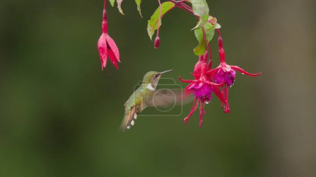 Photo for A female volcano hummingbird feeding on a fuchsia flower at a garden in costa rica - Royalty Free Image