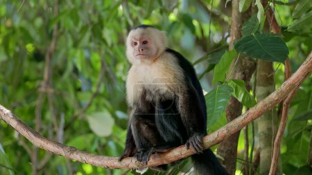 Téléchargez les photos : A panamanian white-faced capuchin monkey sits on a vine and looks around at manuel antonio national park in costa rica - en image libre de droit