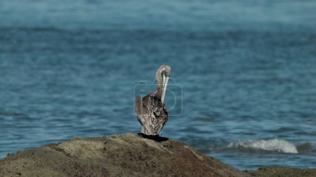 Foto de A brown pelican rests on a rock and preens at manuel antonio national park of costa rica - Imagen libre de derechos