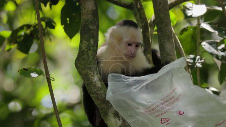 Téléchargez les photos : Singe capucin, assis dans un arbre, sur le point de mettre un sac en plastique sur sa tête au parc national manuel antonio de Costa Rica - en image libre de droit