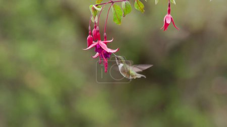 Photo for A tiny female volcano hummingbird female hovering and feeding on a fuchsia flower at a garden in costa rica - Royalty Free Image