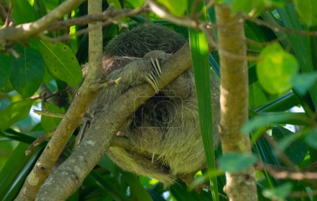 Téléchargez les photos : Une vue rapprochée d'un jeune paresseux à trois doigts un sommeil dans un arbre à quepos de costa rica - en image libre de droit