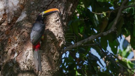 Foto de Una vista cercana de un aracari de pico ardiente construyendo un nido hueco en un árbol en el parque nacional Manuel Antonio de Costa Rica - Imagen libre de derechos