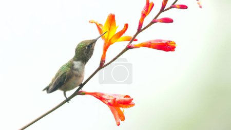 Photo for A female volcano hummingbird perches and feeds on crocosima flower at a garden in the cloud forest of costa rica - Royalty Free Image