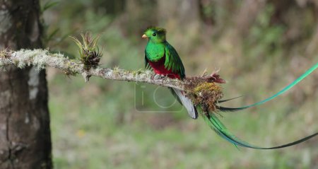 eine weite aufnahme eines wunderschön sonnenbeschienenen, strahlenden quetzalmännchens, das auf einem zweig in einem nebelwald an der costa rica thront