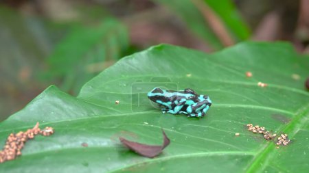 Téléchargez les photos : Une vue latérale d'une grenouille venimeuse verte et noire portant un têtard sur le dos dans un jardin à Sarapiqui de Costa Rica - en image libre de droit