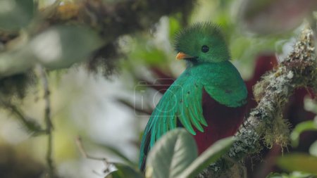 Téléchargez les photos : Un gros plan d'un mâle quetzal perché dans un avocat sauvage regardant la caméra dans une forêt de costa rica - en image libre de droit