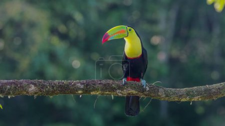 Photo for A front view of a a keel-billed toucan perched on a branch in late afternoon sun at boca tapada in costa rica - Royalty Free Image
