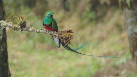a male resplendent quetzal perching on a branch looks to the right at a forest of costa rica