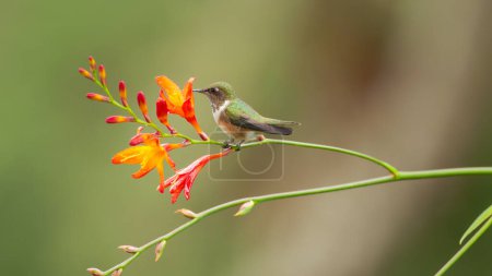 Photo for Shot of a female volcano hummingbird sitting and feeding on an orange flower at a garden in costa rica - Royalty Free Image