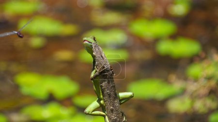 Téléchargez les photos : Une femelle lézard basilic vert regardant une libellule voler près d'un lagon à boca tapada de costa rica - en image libre de droit