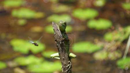 Téléchargez les photos : Un lézard basilic vert sur une branche regardant une libellule au lagon à Costa Rica - en image libre de droit