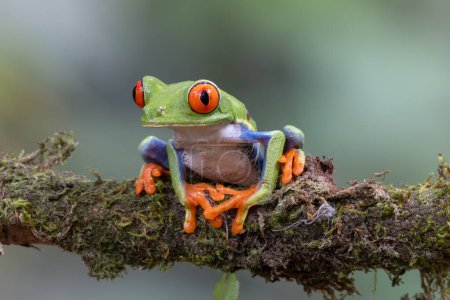 a close front view of a red-eyed tree frog facing left on a branch at sarapiqui in costa rica