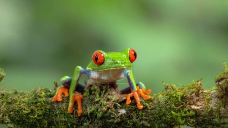 una vista frontal cercana de una rana de ojos rojos mirando hacia la derecha en una rama en sarapiqui en costa rica