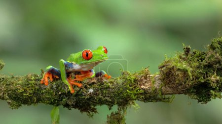 Photo for A red-eyed tree frog sitting on a branch at sarapiqui in costa rica - Royalty Free Image