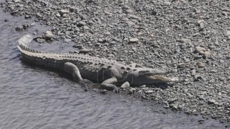 un cocodrilo americano, con la boca abierta, a orillas del río Tárcoles en Costa Rica