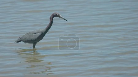 Photo for Close view of a little blue heron hunting small fish in the sirena river at corcovado national park of costa rica - Royalty Free Image