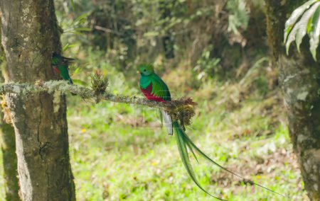 Photo for A male resplendent quetzal watches as a female works on a nest hollow in a tree at a cloud forest of costa rica - Royalty Free Image