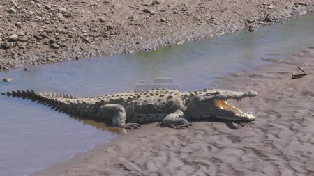 ein amerikanisches krokodil mit offenem maul, während es sich am ufer des tarcoles in costa rica sonnt