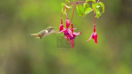 Photo for A female volcano hummingbird feeding on fuchsia flowers at a garden in costa rica - Royalty Free Image