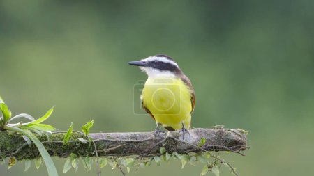 Photo for Close shot of a great kiskadee perching on a branch at boca tapada in costa rica - Royalty Free Image