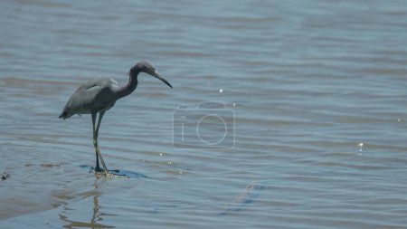 Photo for A little blue heron hunting along the rio sirena river at corcovado national park of costa rica - Royalty Free Image