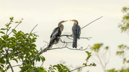 Photo for A pair of anhinga birds face each other while perching in a tree at everglades national park in florida, usa - Royalty Free Image