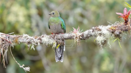 Photo for A front view of a female resplendent quetzal perching on a tree branch at a cloud forest of costa rica - Royalty Free Image
