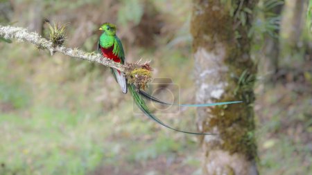 Téléchargez les photos : Un plan large d'un quetzal resplendissant masculin magnifiquement ensoleillé regardant la caméra dans une forêt de costa rica - en image libre de droit