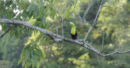 a wide shot of a keel-billed toucan perching in a tree at boca tapada of costa rica