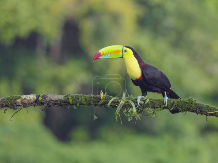 a keel-billed toucan perching on a branch at boca tapada in costa rica