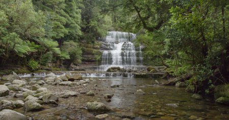 front view of liffey falls in northern tasmania, australia