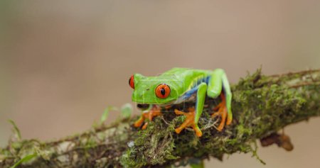 a red-eyed tree frog resting on a mossy branch in costa rica