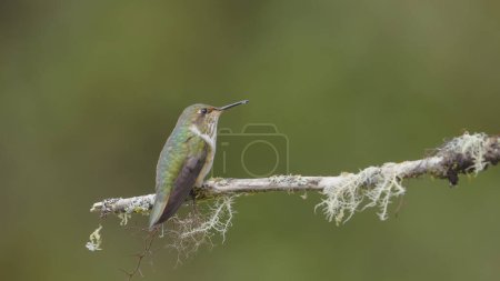 rear view of a female volcano hummingbird resting on a branch at a garden in the cloud forest of costa rica