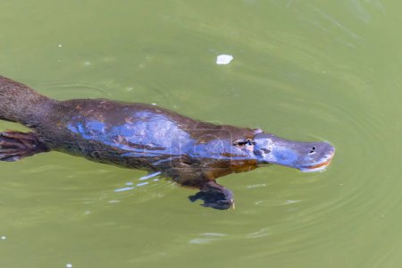 Nahaufnahme eines Schnabeltieres beim Kauen eines Nahrungsmittels auf der Oberfläche eines Pools im Eungella Nationalpark von Queensland, Australien