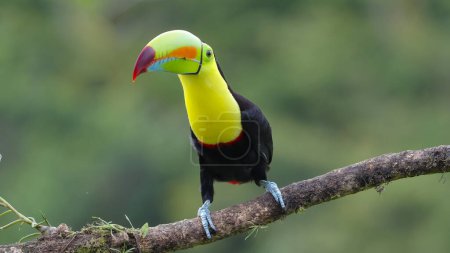 un tucán de quilla llamando a boca tapada en Costa Rica