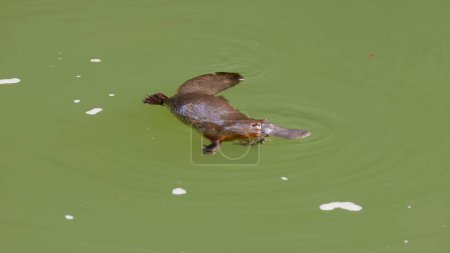 un ornitorrinco mastica un alimento en la superficie de una piscina en el parque nacional eungella de Queensland, Australia