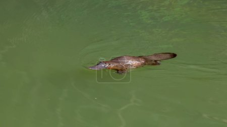 un ornitorrinco nadando en una piscina soleada del río roto en el parque nacional eungella de Queensland, Australia