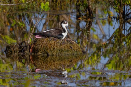 a black-necked stilt sitting on a nest in the wetlands at merritt island national wildlife refuge of florida, usa